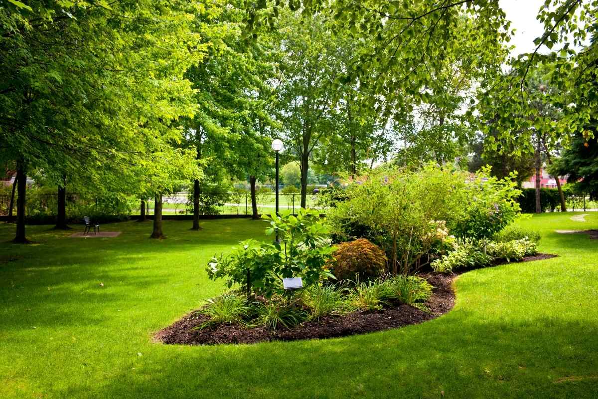 Comment créer un jardin de plantes sauvages